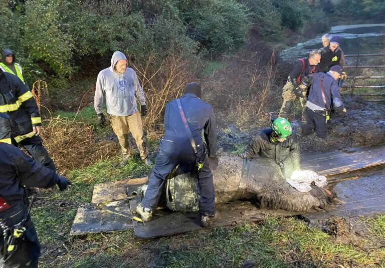 First responders save a horse stuck in the mud at the local farm