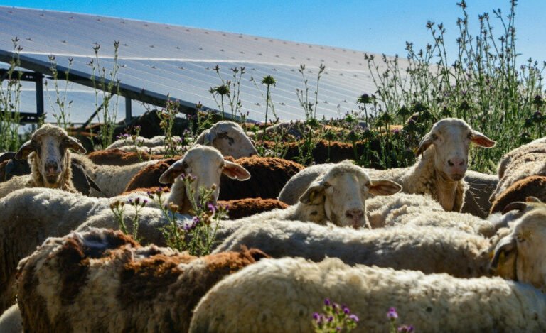 Calif. Use a new regulatory measure in the Fresno Solar/Battery project