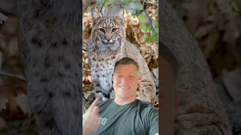 The Scariest Sound in the Woods at Night 😱 | Bobcat Facts