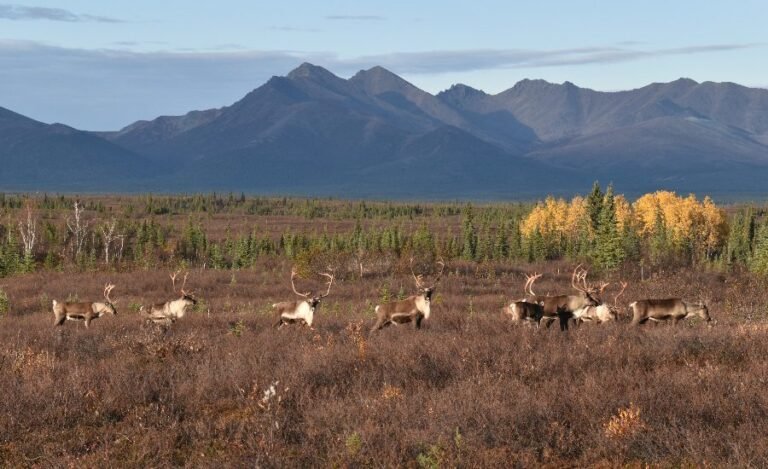 Trump approves the call to build a controversial Alaska mining road